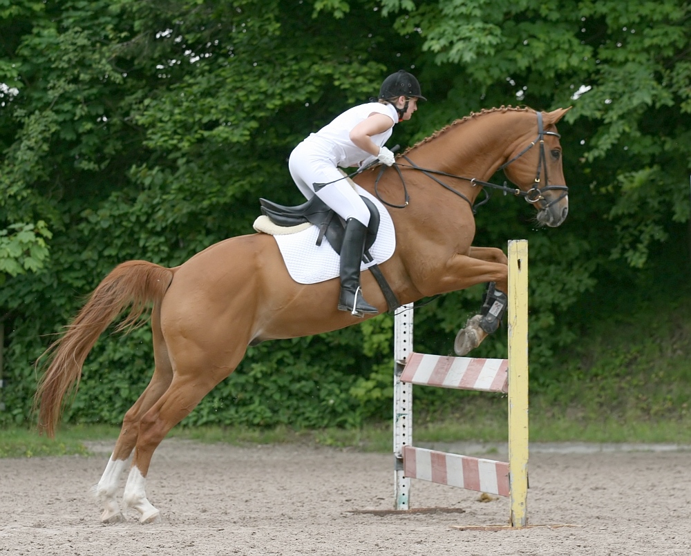 Springreiten beim Reiterhof Gürster