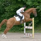 Springreiten beim Reiterhof Gürster