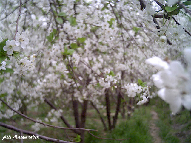 Spring's bosom