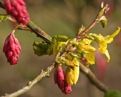 Spring's Cross