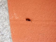 Springschwanz (Orchesella cincta) auf der Hauswand