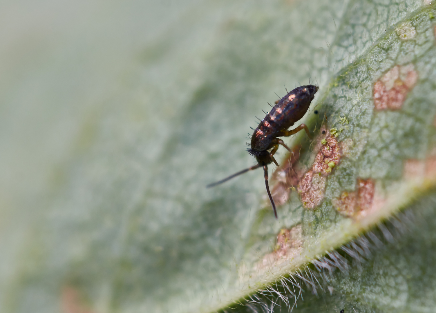 Springschwanz Tomocerus cf. vulgaris