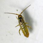 Springschwanz (Tomocerus vulgaris)