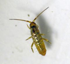 Springschwanz (Tomocerus vulgaris)