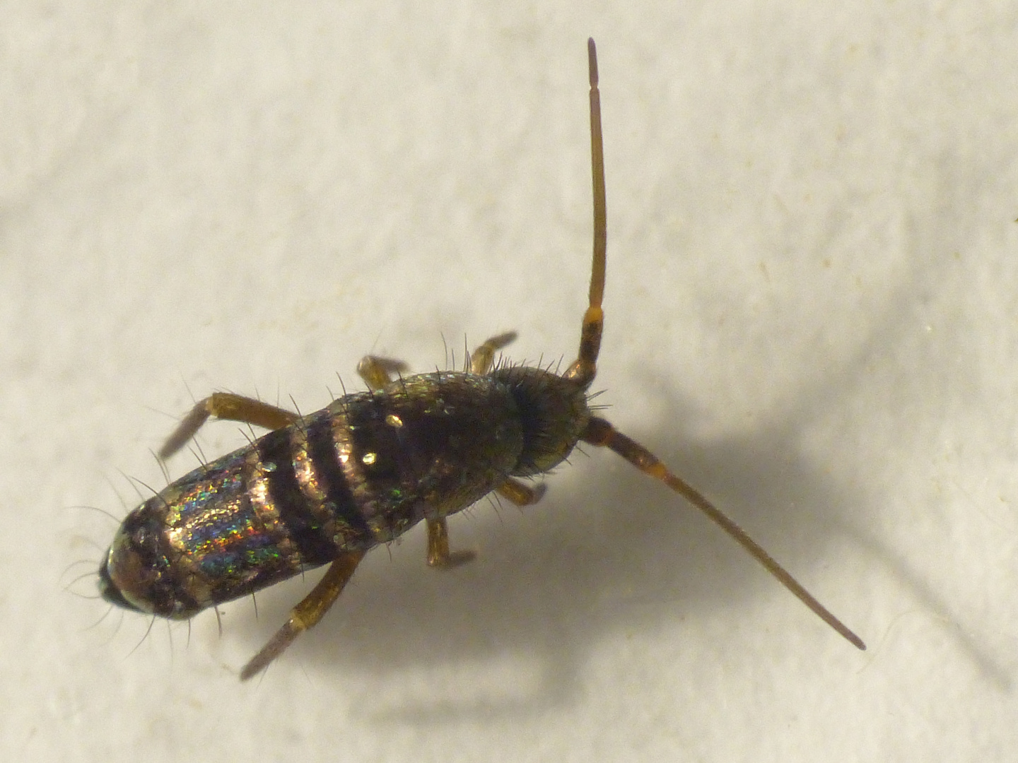 Springschwanz von oben - vielleicht Tomocerus vulgaris ...