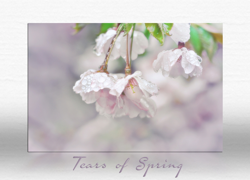 Springsdrops