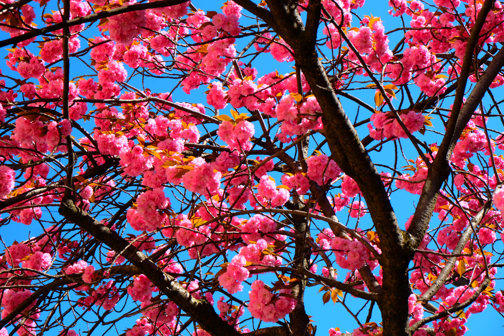 Spring_sky and flowers