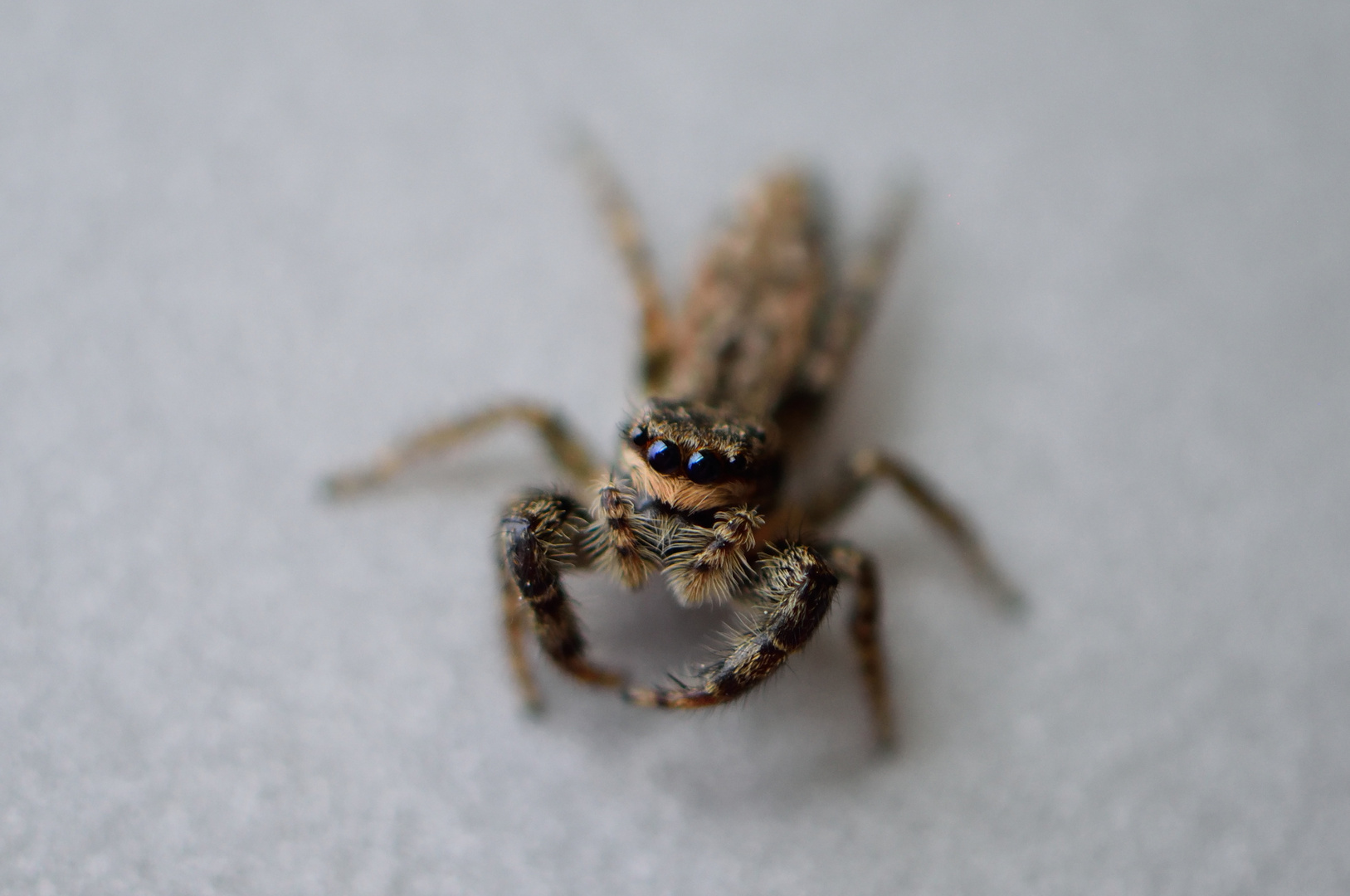 Springspinne