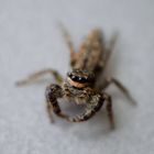 Springspinne