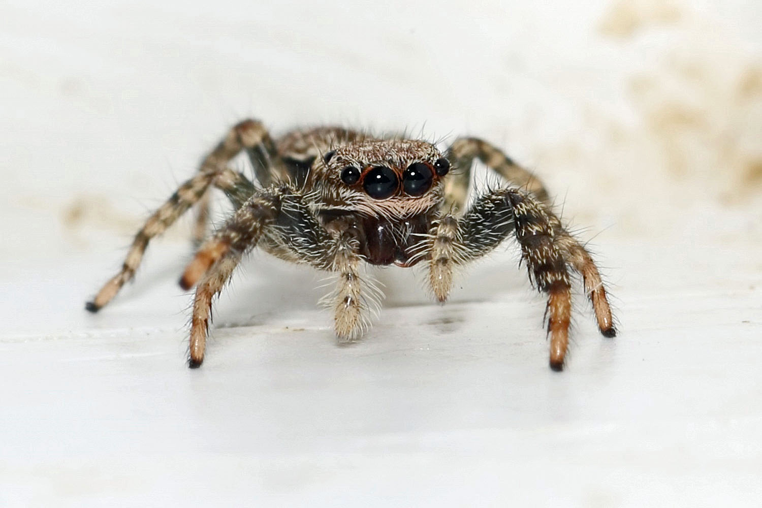 Springspinne