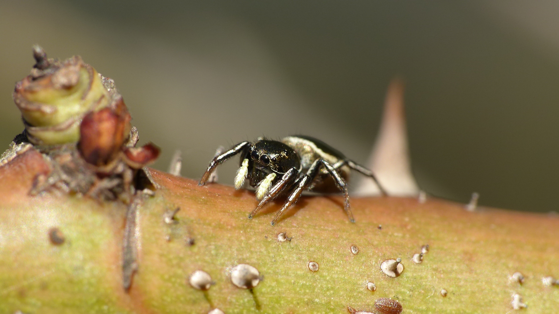 Springspinne