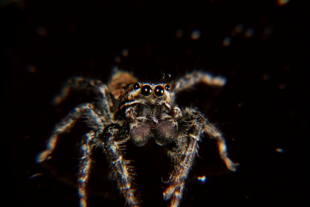 Springspinne