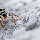 Springspinne