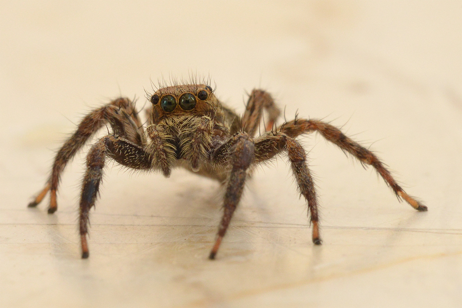 Springspinne