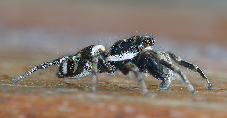 Springspinne