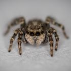 Springspinne