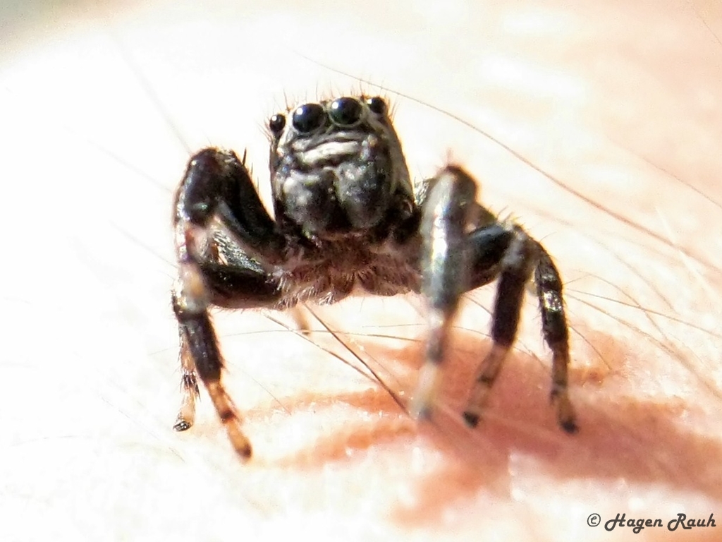 Springspinne