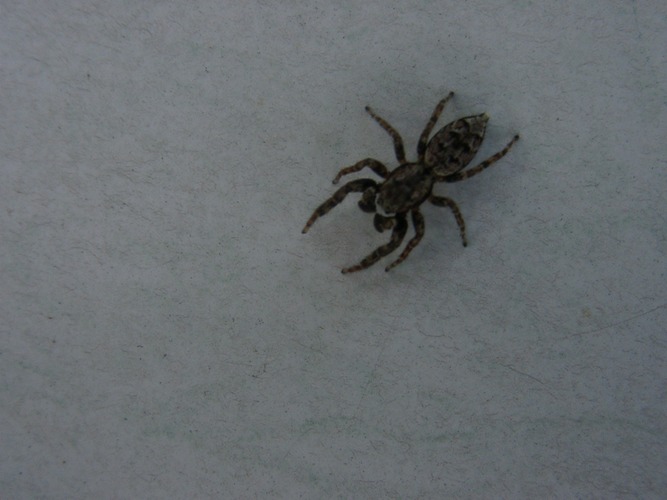 Springspinne