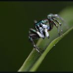 Springspinne 2