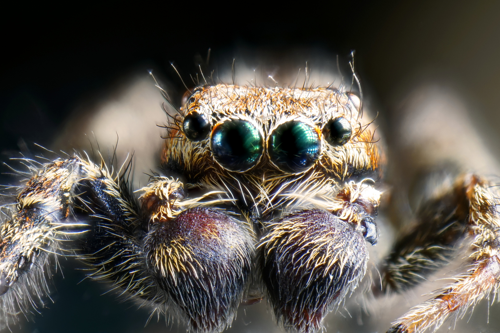 Diese springspinne ist mit ungefähr 5 mm größer als die vorherige. Springspinne - Springspinne 2 Foto & Bild | tiere, tierdetails, makro ...
