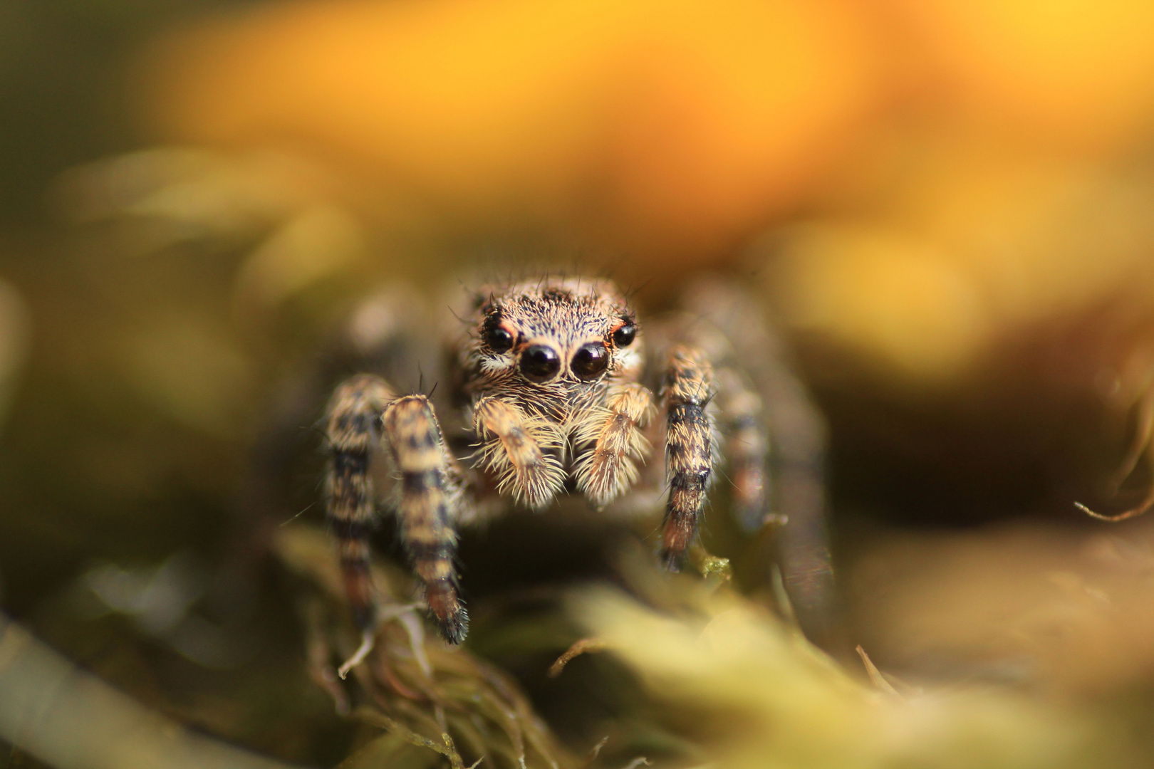 Springspinne 2 Foto & Bild tiere, wildlife, spinnen Bilder auf