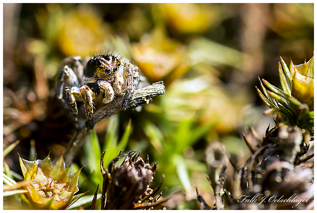 Springspinne