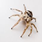 Springspinne