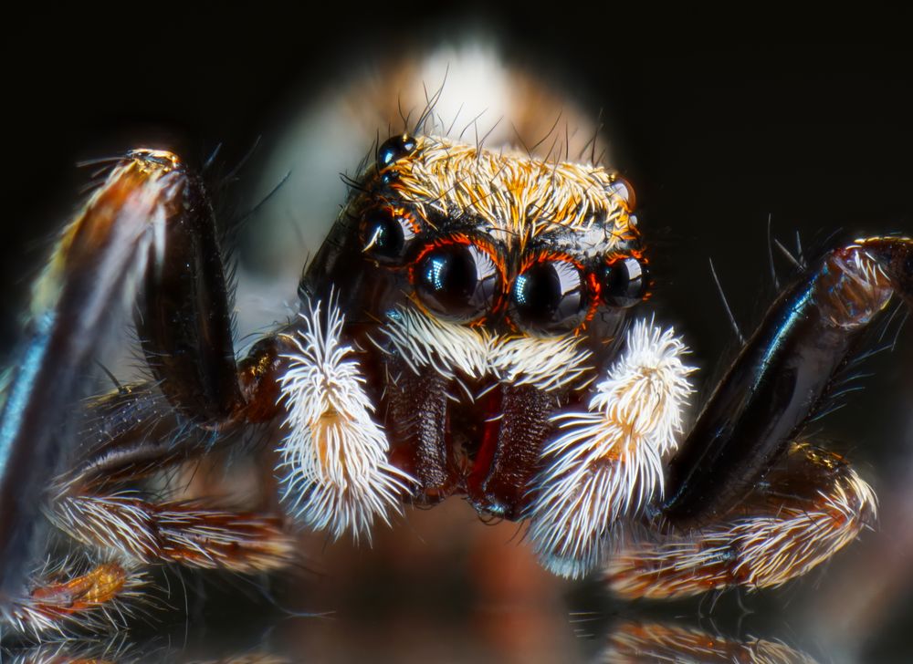 Check out our springspinne selection for the very best in unique or custom, handmade pieces from well you're in luck, because here they come. Springspinne . Springspinne 3 Foto & Bild | tiere, wildlife, insekten ...