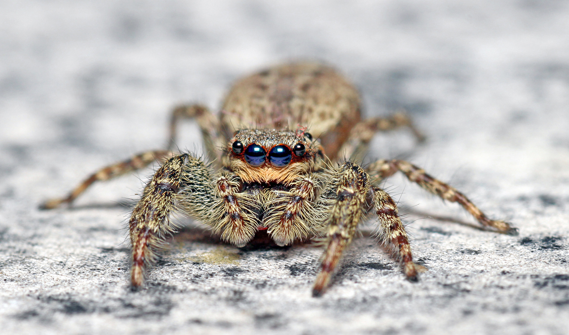 When they do, their posts will show here. Springspinne . Springspinne 3 Foto & Bild | tiere, wildlife, spinnen ...