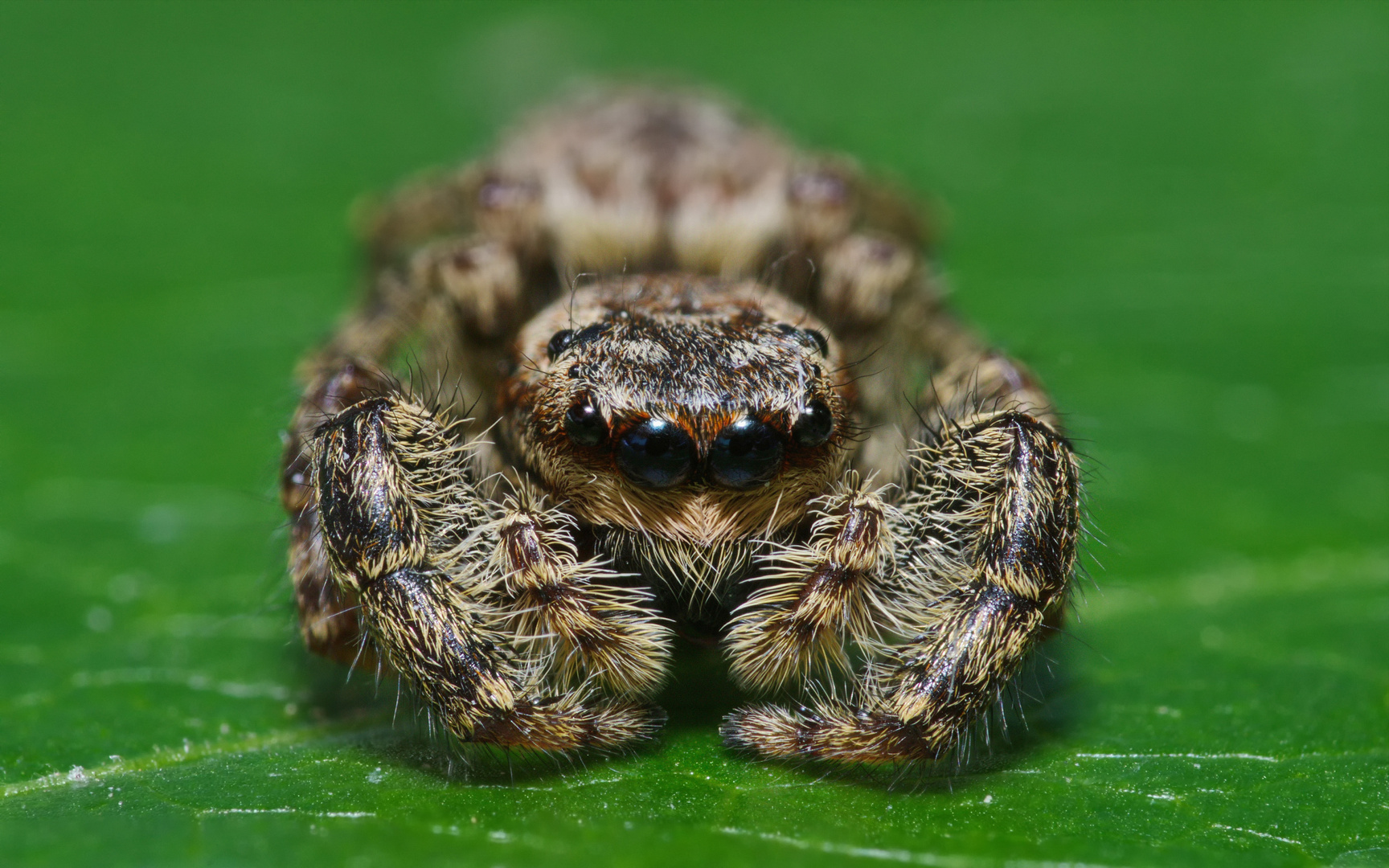 Springspinne Foto & Bild | tiere, wildlife, tierchen ...