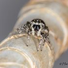 Springspinne