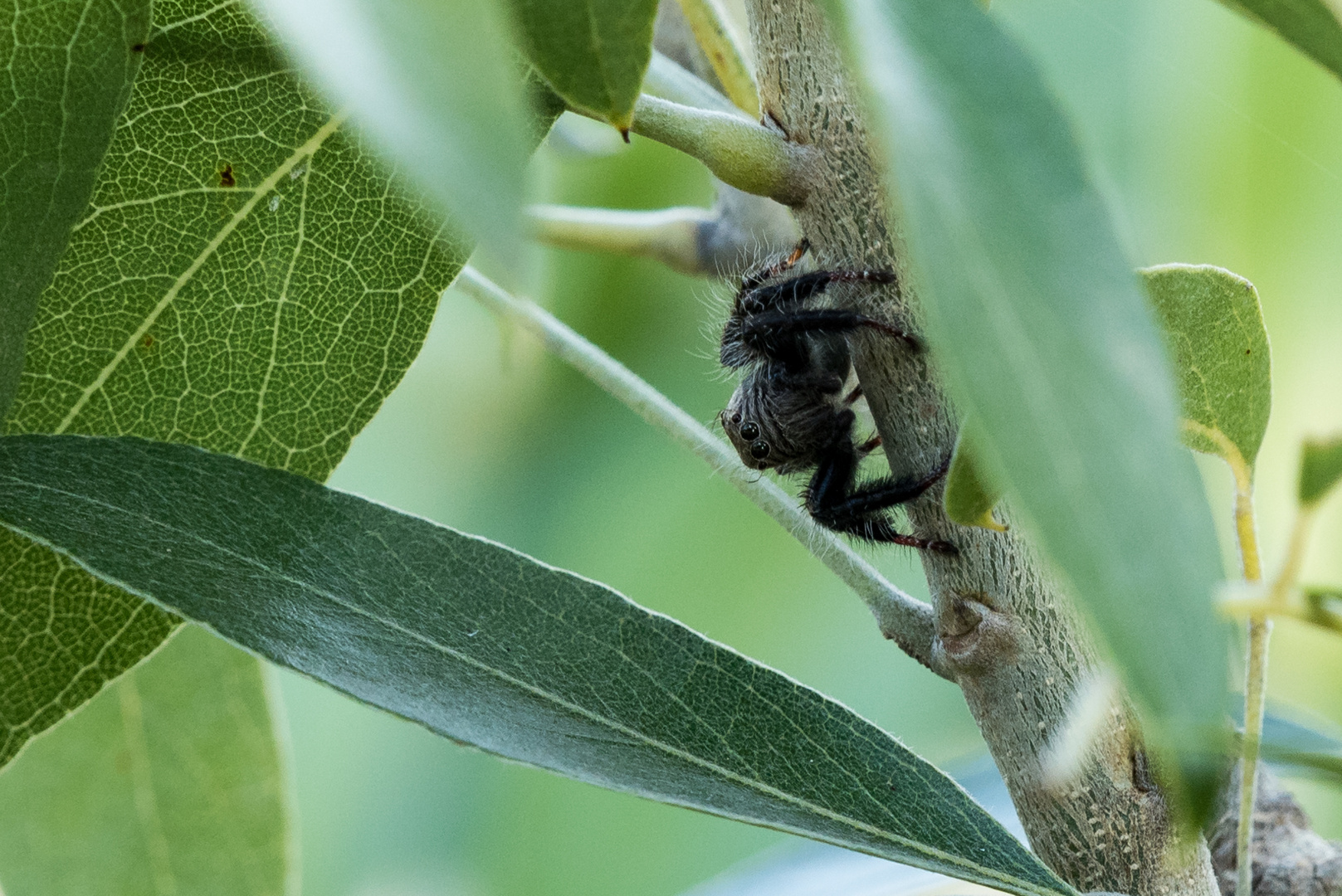 Springspinne.