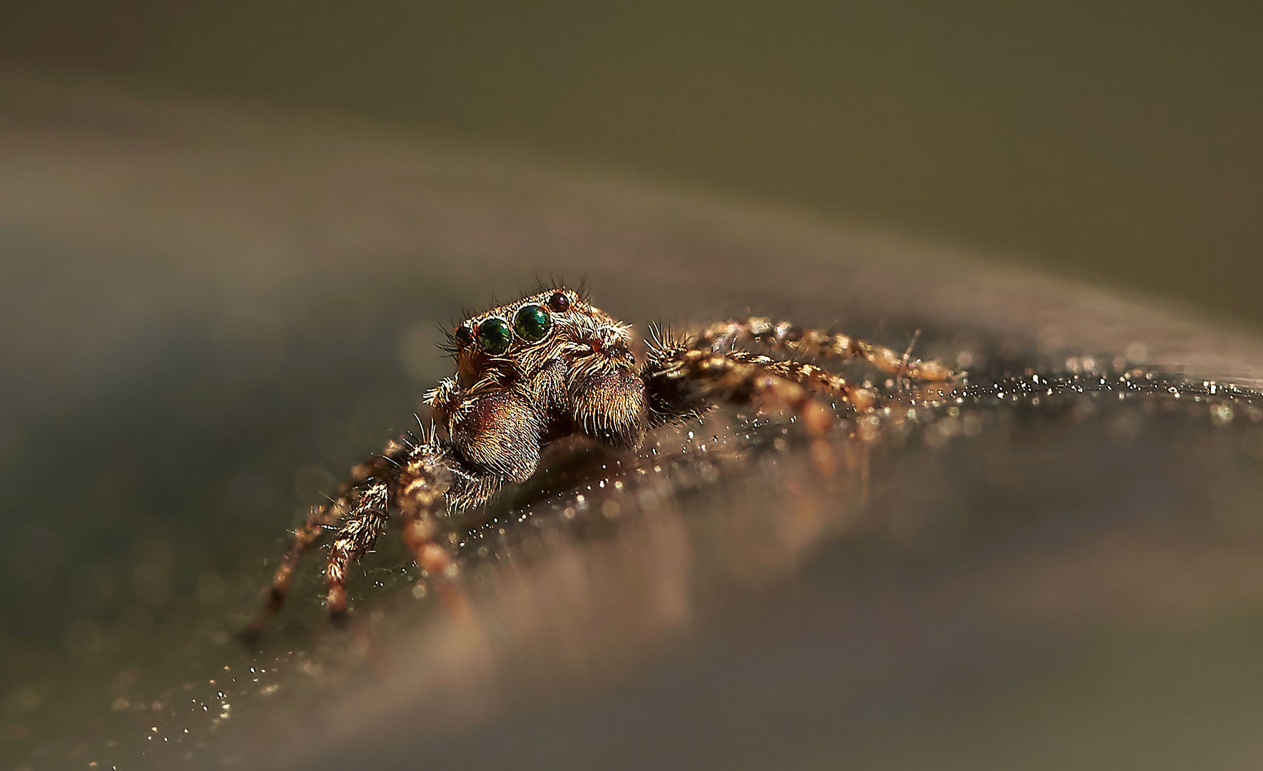 Springspinne Foto & Bild | tiere, wildlife, spinnen Bilder auf fotocommunity