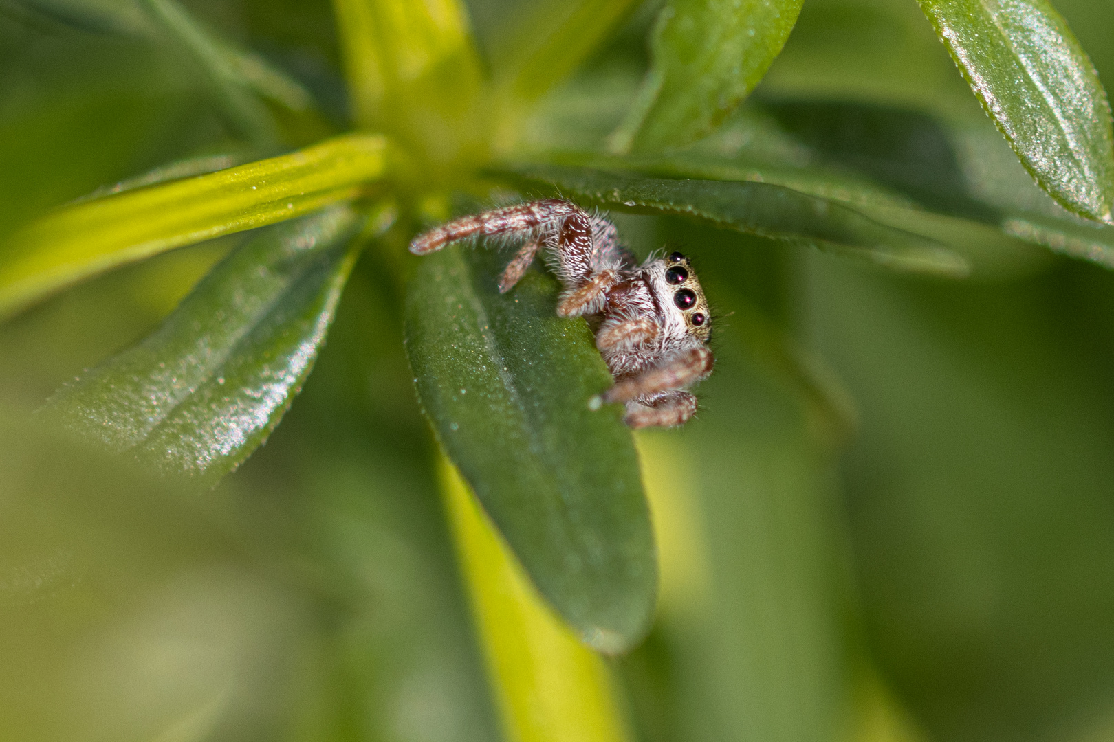 Springspinne