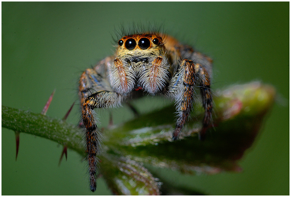 Springspinne