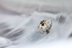 Springspinne