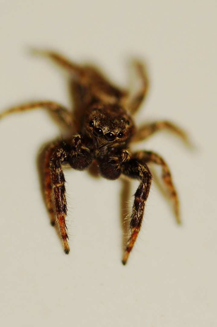 Springspinne