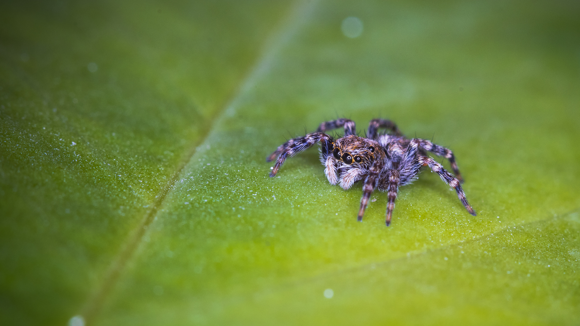 Springspinnen sind purpurfarbene spinnen vom mond yavin iv, die sehr hoch springen können. Springspinne . Springspinne Foto & Bild | frühling, natur, zoo Bilder auf ...