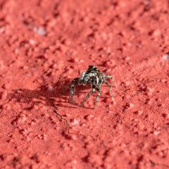 Springspinne-4922-2