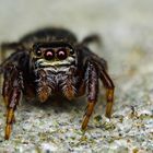 Springspinne