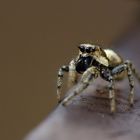 Springspinne