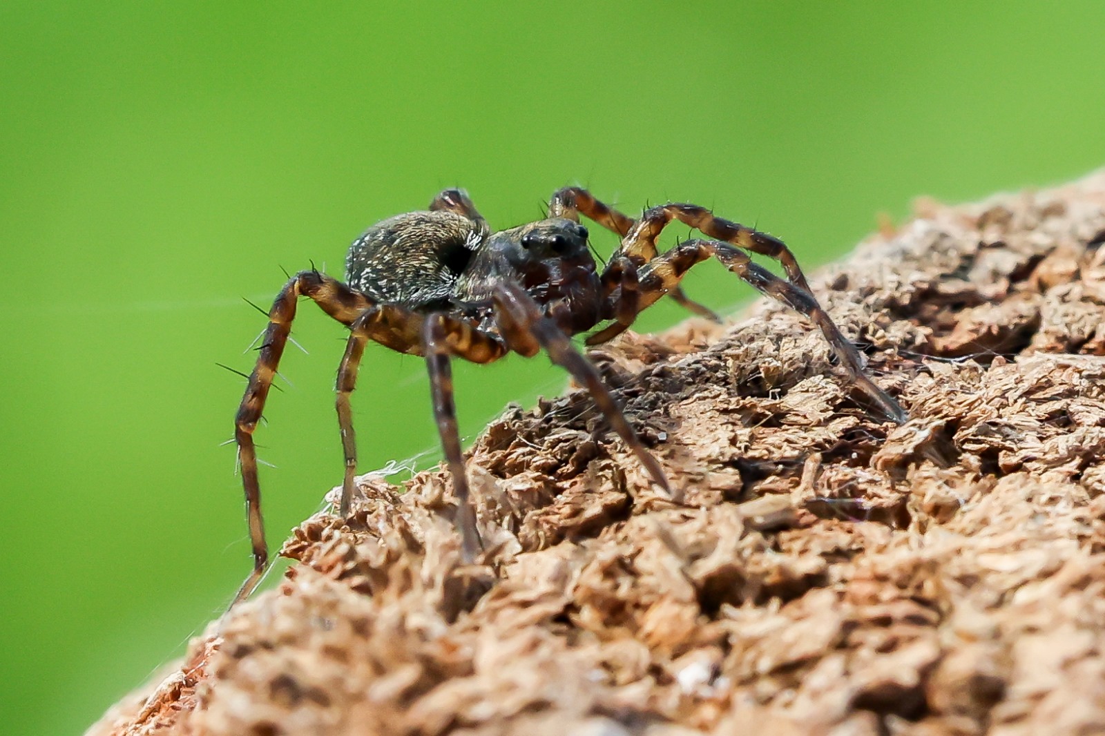 Springspinne