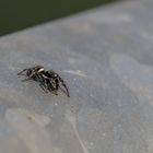 Springspinne?