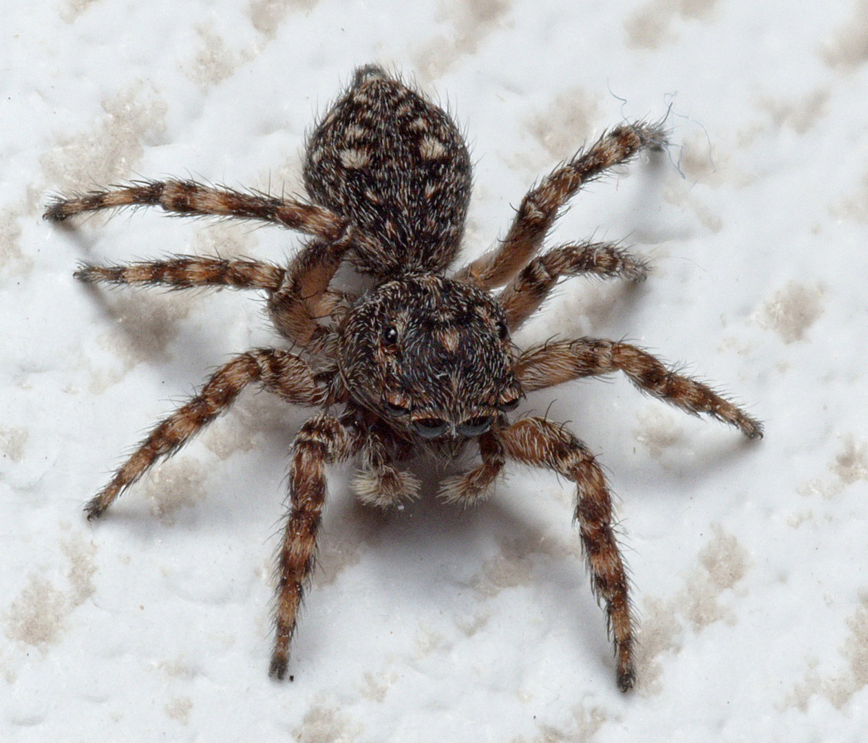 Springspinne