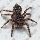 Springspinne