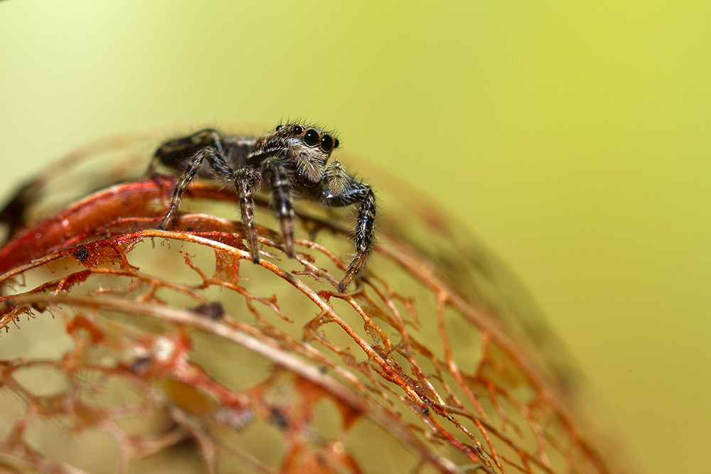 Springspinne