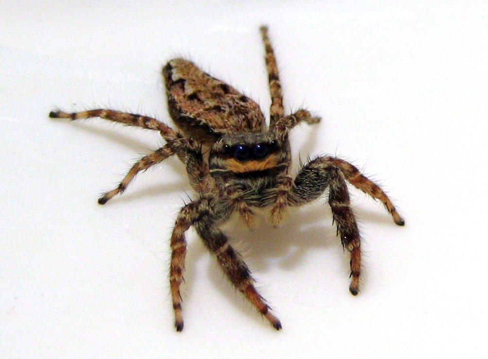 Springspinne