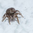 Springspinne