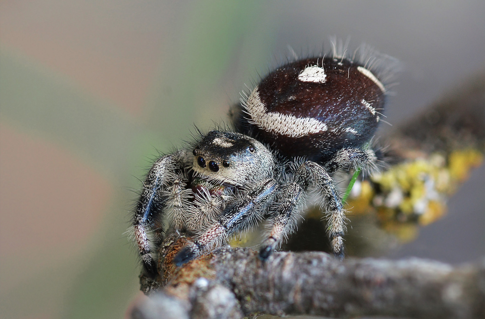 Springspinne