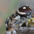 Springspinne